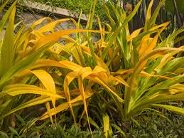 Image result for Crinum asiaticum