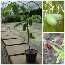 Ursprünglich kommt diese interessante obstart aus nordamerika und findet seit wenigen jahren auch in unseren gärten ihren einzug. Indianerbanane Asimina Triloba Mango Veredelte Paw Paw Gruner Garten Shop