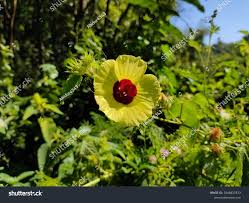 Image result for Hibiscus vitifolius