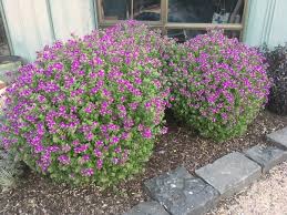 Image result for Polygala youngii