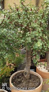 We did not find results for: Portulacaria Afra Elephant S Food Elephant Bush Baby Jade Crassula Portulacaria Toptropicals Com