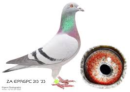 LOT 13 EBRAHEEM MOHAMED – ZA 23 EPRGPC 213 – SIRE:BE 21 4202834 “BK 834”.  PIPA BREEDING.