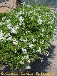 Image result for Solanum laxum