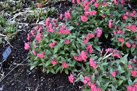 Grows best in filtered sun or part shade and organic, moist soil. Shrimps On The Barbie Lungwort Pulmonaria Shrimps On The Barbie In Rochester Syracuse Tonawanda Cortland Batavia New York Ny At Countrymax Stores