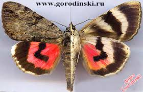 Image result for Catocala electa