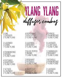 Ylang Ylang Diffuser Blends Helichrysum Essential Oil Essential Oil Blends Recipes Essential Oils Aromatherapy