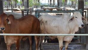 Sambutan rakyat kedah sangat memberangsangkan apabila ada yang sanggup beratur seawal 6.30 pagi bagi mendapatkan daging lembu yang dijual dengan harga murah di 21 pusat jualan seluruh kedah, katanya. Nusabali Com Bali Siap Kirimkan 48 000 Sapi Potong