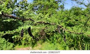 Image result for Acacia robusta