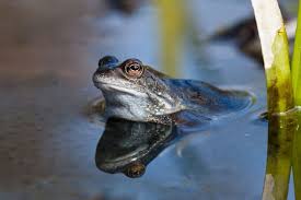 What you should feed your tadpoles The Tadpoles In My Pond Have Still Not Developed Into Froglets Why Is This Sussex Wildlife Trust