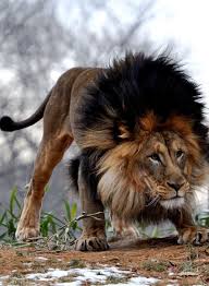King Of The Jungle Wow That S My Kind Of Animal This Is Me When I Get Mad No Joke About It I Love It Animals Animals Wild Animals Beautiful