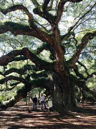 10 pros and cons for moving to charleston, sc. Charleston County Sc Pavement Technology Inc