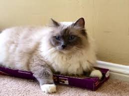 Triple oak persians is a small reputable breeder in business for over 10 years with many satisfied clients. Help Is My Cat A Ragdoll Or A Himalayan Thecatsite