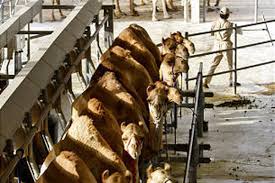 While camel milk won't likely be battling for shelf space with cow's milk in the dairy section of your local supermarket any time soon, it is becoming a hot commodity. Dubai Camel Dairy Hopes To Milk Health Food Market Deseret News