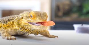 Maybe you would like to learn more about one of these? Can Bearded Dragon Eat Tomato Bearded Dragon Bearded Dragon Supplies Bearded Dragon Vivarium