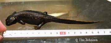 Image result for Eulophia ensata