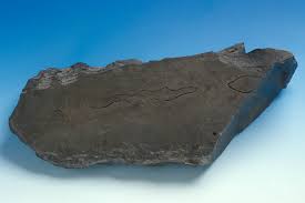 Image result for Corycium