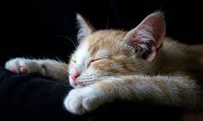 kedi zehirlenmesine ne yapilmali kediler hakkinda bilgi petipet