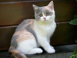We raise british shorthair kittens of blue golden shaded, black golden shaded, lilac golden shaded, chocolate golden shaded, black silver shaded, seal silver shaded point, and chinchilla colors with green or blue eyes. Cat Coat Genetics Wikiwand