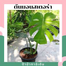 ถูกใจ 6,383 คน · 230 คนกำลังพูดถึงสิ่งนี้ · 444 คนเคยมาที่นี่. à¸• à¸™à¸¡à¸­à¸™à¸ªà¹€à¸•à¸­à¸£ à¸² à¸£à¸²à¸„à¸²à¸ž à¹€à¸¨à¸© à¸‹ à¸­à¸­à¸­à¸™à¹„à¸¥à¸™ à¸— Shopee à¸ª à¸‡à¸Ÿà¸£ à¸— à¸§à¹„à¸—à¸¢