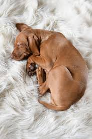 Take a look at 15 facts about wirehaired vizsla dogs. Pin On Stella The Baby Vizsla