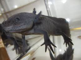 Pixiv is an illustration community service where you can post and enjoy creative work. ãƒ¡ã‚­ã‚·ã‚³ã‚µãƒ©ãƒžãƒ³ãƒ€ãƒ¼ Ambystoma Mexicanum ã‚¤ãƒ¢ãƒªãƒ–ãƒ­ã‚° ã‚¤ãƒ¢ãƒª ã‚µãƒ©ãƒžãƒ³ãƒ€ãƒ¼ã®é£¼è‚²æ—¥èªŒãƒ–ãƒ­ã‚°