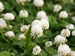 Identifying a tree with white flowers starts with the last part of the latin name, which indicates the color of the flower if the tree has varieties with. Controlling White Clover How To Get Rid Of White Clover