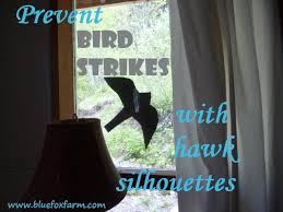 Bird Flying Into Window Meaning Bird Strikes That Awful Sound Of A Bird Hitting The Window Bird Strike Bird Hawk Silhouette