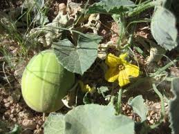 Image result for Cucumis hirsutus