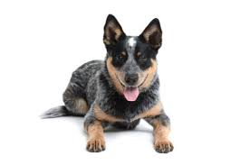 You can find australian cattle dog puppies priced from $150 usd to $3500 usd with one of our credible breeders. Australian Cattle Dogs For Sale Australian Cattle Dog Puppies Vip Puppies