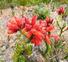 Image result for Erica wildii