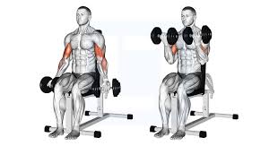 Seated Curl