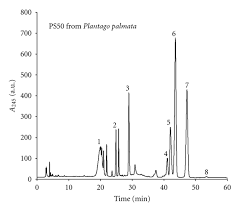 Image result for Plantago palmata