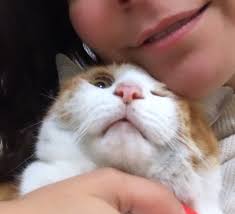 Ay Ø¯Ø± ØªÙÛÛØªØ± Bakin Deli Kedi Annesi Olmak Sokakta Gordugun Kediyi Sevmekle Basliyor Bu Hayvanlarin Tuyunde Bulasici Hastalik Var Kendini Bir Anda Boyle Buluyorsun Https T Co Nkip1u1b9d