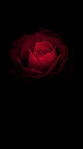 Check spelling or type a new query. Huawei Wallpaper Rose Garden Roses Red Black Petal Flower Still Life Photography Rose Family Pink Darkness 1067487 Wallpaperkiss