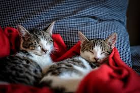 ‪Cat Anxiety: how to identify and reduce your cat's stress | Petbarn‬‏