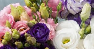 Lisianthus Un Fiore Con Un Futuro Rosa