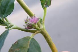 Image result for Zaleya