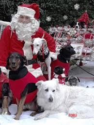 Regalare un cane a natale come se fosse un pacco è un grave errore e non deve essere fatto. A Castrocaro La Festa Di Natale Con Le Piu Belle Foto Dei Cani