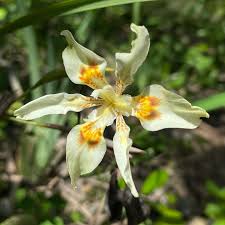 Image result for Dietes flavida