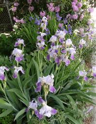 Bearded Iris Iris Spp Sobre Plantas Jardinagem E Decoracao Tudo Sobre Plantas