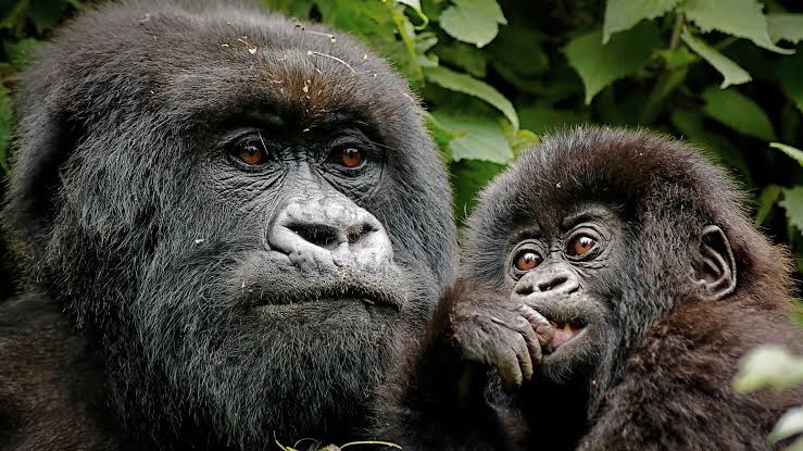 Mountain gorilla in the forest
