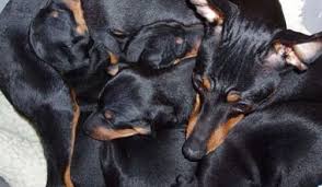 Plasma proteins, albumin and globulins. Breed Health Archives English Toy Terrier Black And Tan