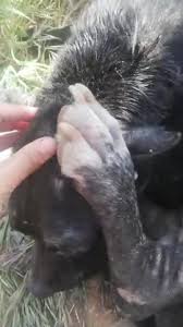 Check spelling or type a new query. Help Stray Animal In Algeria By Billy For Compassion Humanity And Empathy B C H E Algeria