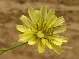 Image result for Launaea cornuta