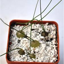 Image result for Schizobasis intricata