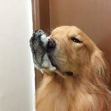 this golden retriever snuggling with his bird and hamster besties proves love knows no species ゴールデンレトリバー ワンコ ハムスター