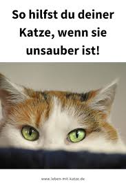 Sie braucht sie jetzt und wird die zusätzliche aufmerksamkeit sicherlich genießen. Hilfe Meine Katze Ist Unsauber Grunde Tipps Katzenpsychologe Katja Henopp