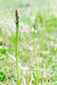 Wild Asparagus Finding It And Grilling It Edible Wild Plants Asparagus Wild Edibles