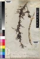 Image result for Antizoma angustifolia