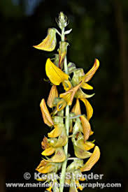 Image result for Crotalaria pallida